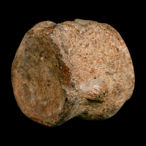 1.7" Mosasaur Fossil Polished Vertebrae Cretaceous Dinosaur Era TX Ozan FM COA, Stand - Fossil Age Minerals