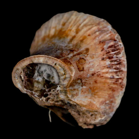 1" Phytosaur Fossil Vertebrae Polished End Triassic Age Archosaur Redonda FM NM COA