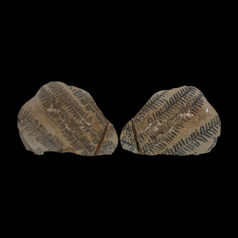 5.4" Lobatopteris Fossils Leaves Mazon Creek Nodule Pennsylvanian Age Split-Pair - Fossil Age Minerals
