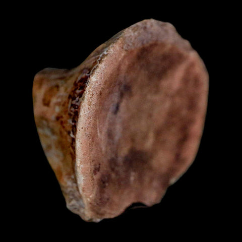 1" Phytosaur Fossil Vertebrae Polished End Triassic Age Archosaur Redonda FM NM COA