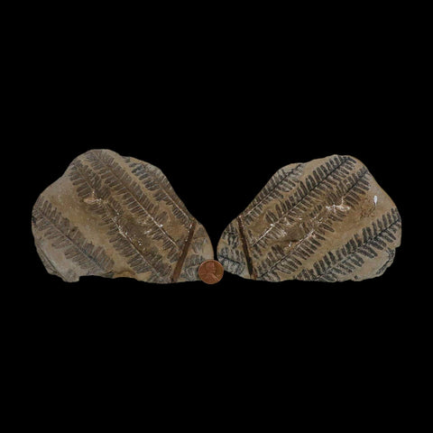 5.4" Lobatopteris Fossils Leaves Mazon Creek Nodule Pennsylvanian Age Split-Pair - Fossil Age Minerals
