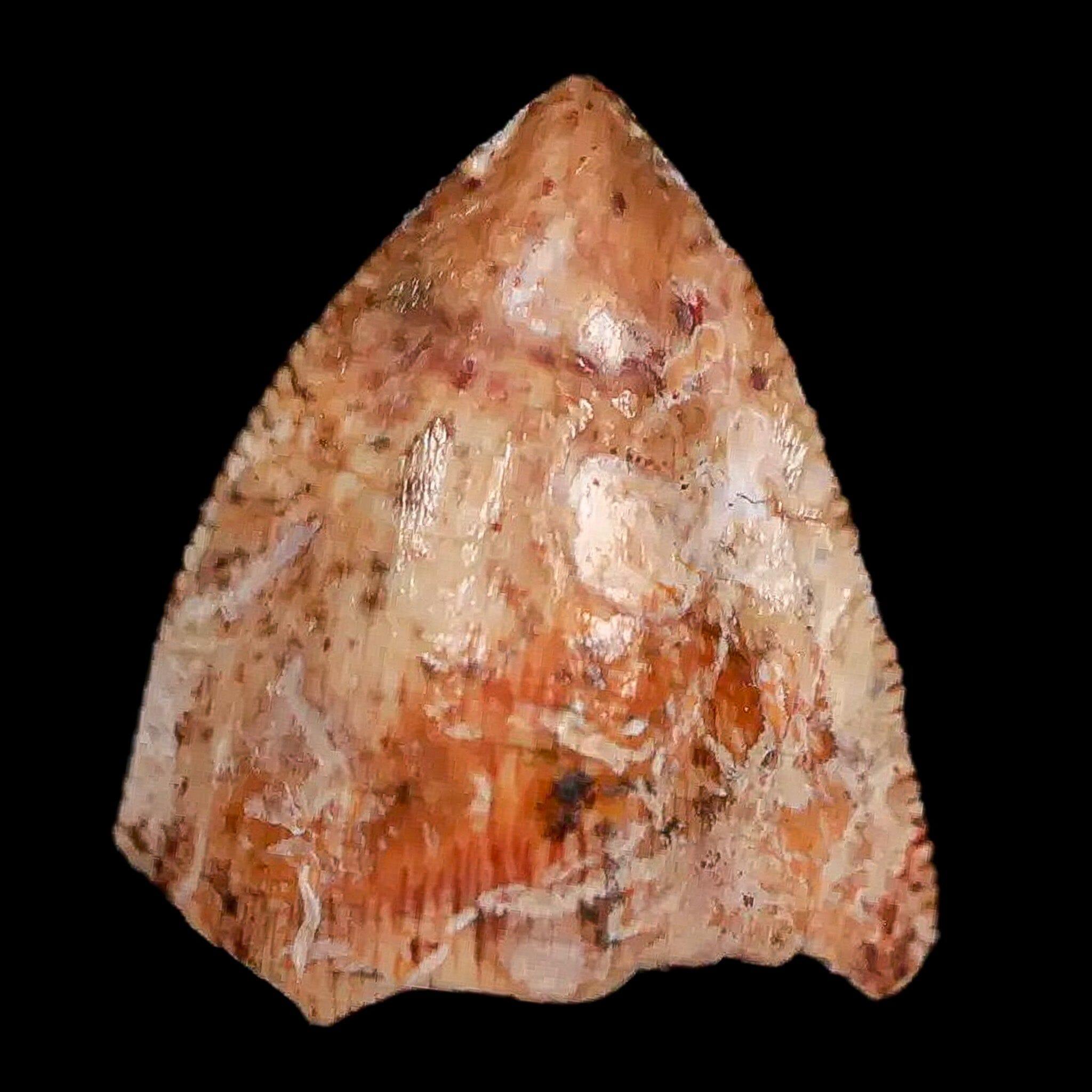 0.5" Phytosaur Fossil Tooth Triassic Age Archosaur Redonda FM NM COA & Display - Fossil Age Minerals