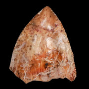 0.5" Phytosaur Fossil Tooth Triassic Age Archosaur Redonda FM NM COA & Display