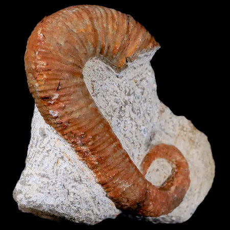 2.9" Heteromorph Rarest Of Fossil Ammonites Barremain Age Morocco Ancyloceras
