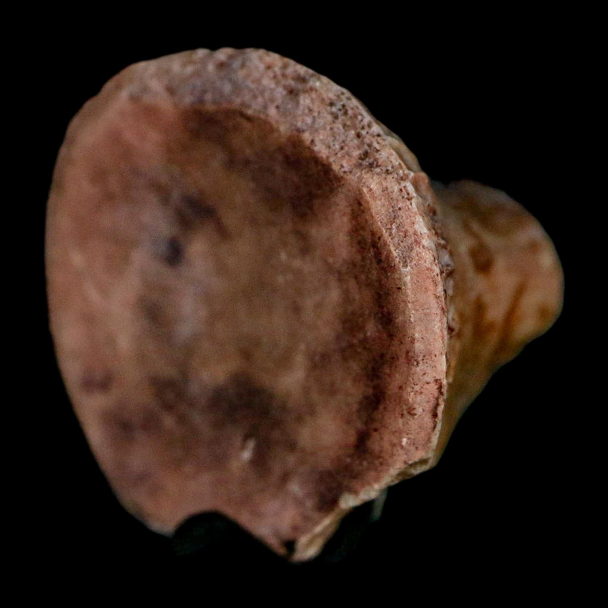 1" Phytosaur Fossil Vertebrae Polished End Triassic Age Archosaur Redonda FM NM COA - Fossil Age Minerals
