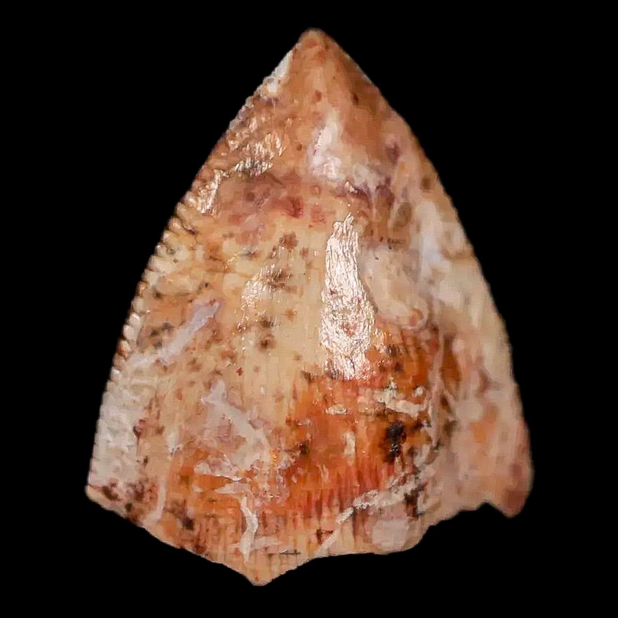 0.5" Phytosaur Fossil Tooth Triassic Age Archosaur Redonda FM NM COA & Display - Fossil Age Minerals