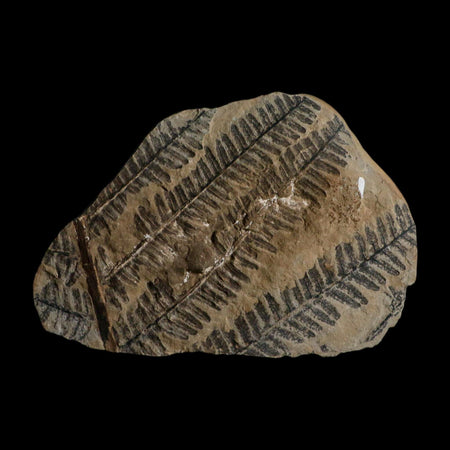 5.4" Lobatopteris Fossils Leaves Mazon Creek Nodule Pennsylvanian Age Split-Pair