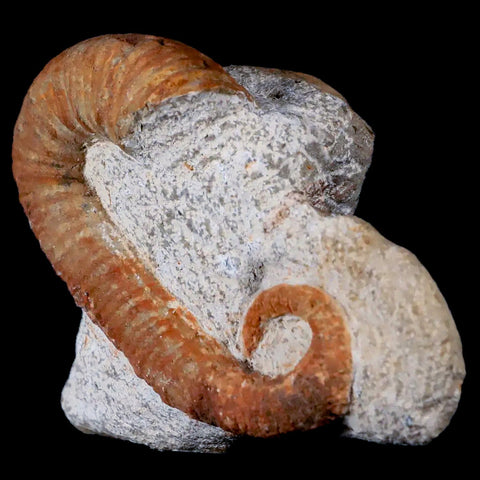 2.9" Heteromorph Rarest Of Fossil Ammonites Barremain Age Morocco Ancyloceras - Fossil Age Minerals