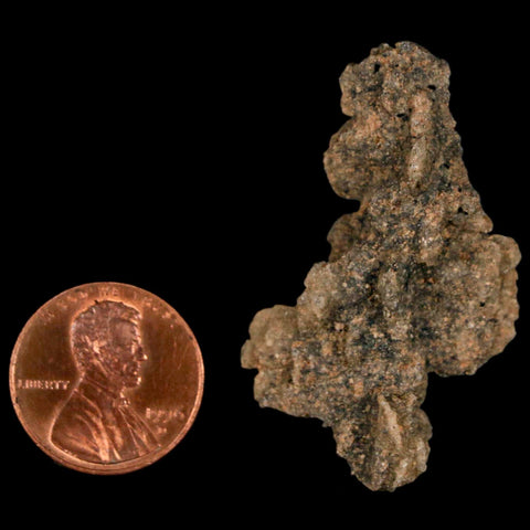 1.7" Fulgurite Petrified Lighting Strike Glass Sahara Desert Algeria - Fossil Age Minerals