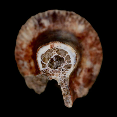 0.9" Phytosaur Fossil Vertebrae Polished End Triassic Age Archosaur Redonda FM NM COA