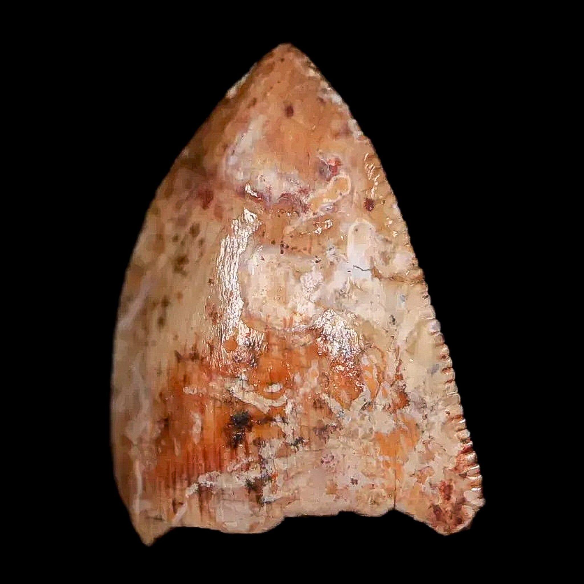 0.5" Phytosaur Fossil Tooth Triassic Age Archosaur Redonda FM NM COA & Display - Fossil Age Minerals