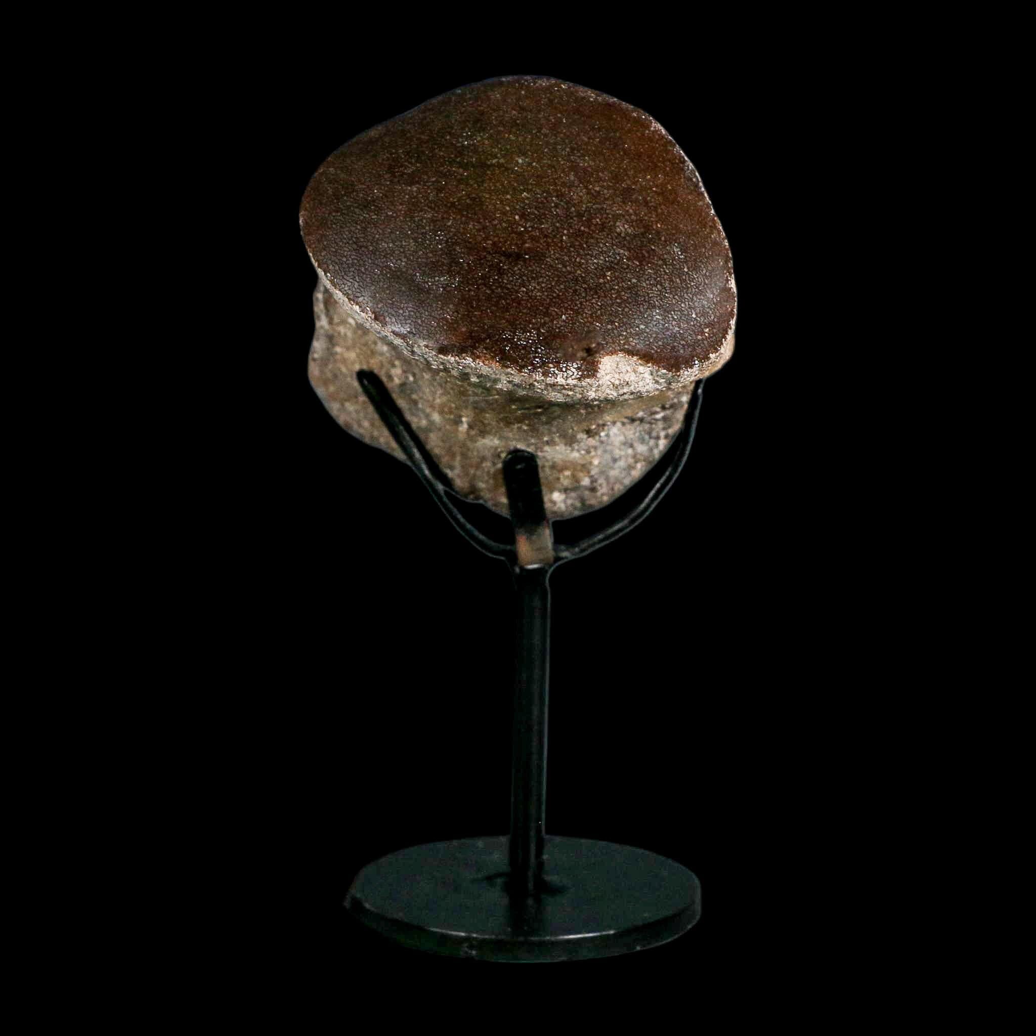 2.6" Mosasaur Fossil Polished Vertebrae Cretaceous Dinosaur Era TX Ozan FM COA, Stand - Fossil Age Minerals