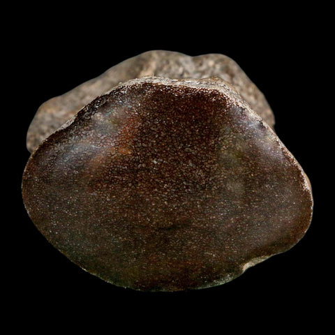 2.6" Mosasaur Fossil Polished Vertebrae Cretaceous Dinosaur Era TX Ozan FM COA, Stand - Fossil Age Minerals