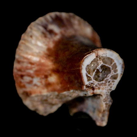 0.9" Phytosaur Fossil Vertebrae Polished End Triassic Age Archosaur Redonda FM NM COA