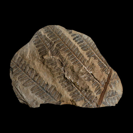 5.4" Lobatopteris Fossils Leaves Mazon Creek Nodule Pennsylvanian Age Split-Pair