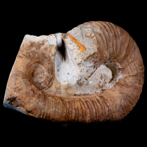 3.5" Heteromorph Rarest Of Fossil Ammonites Barremain Age Morocco Ancyloceras - Fossil Age Minerals