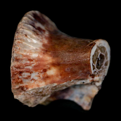 0.9" Phytosaur Fossil Vertebrae Polished End Triassic Age Archosaur Redonda FM NM COA - Fossil Age Minerals