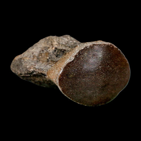 2.6" Mosasaur Fossil Polished Vertebrae Cretaceous Dinosaur Era TX Ozan FM COA, Stand - Fossil Age Minerals