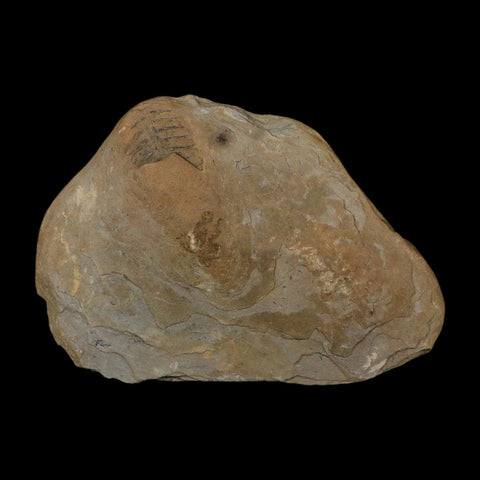 5.4" Lobatopteris Fossils Leaves Mazon Creek Nodule Pennsylvanian Age Split-Pair - Fossil Age Minerals