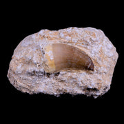 1.6" Mosasaur Prognathodon Fossil Tooth In Matrix Cretaceous Dinosaur Era COA