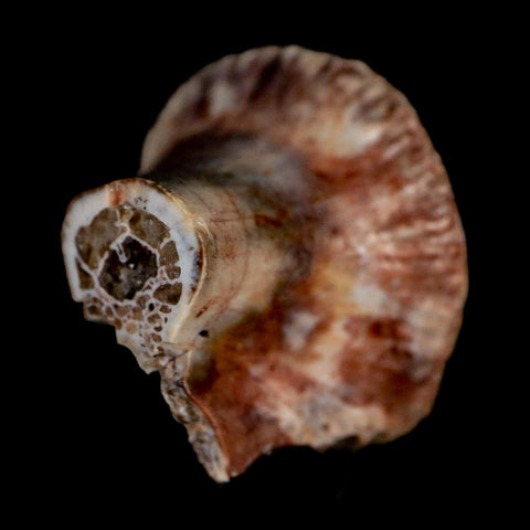 0.9" Phytosaur Fossil Vertebrae Polished End Triassic Age Archosaur Redonda FM NM COA - Fossil Age Minerals