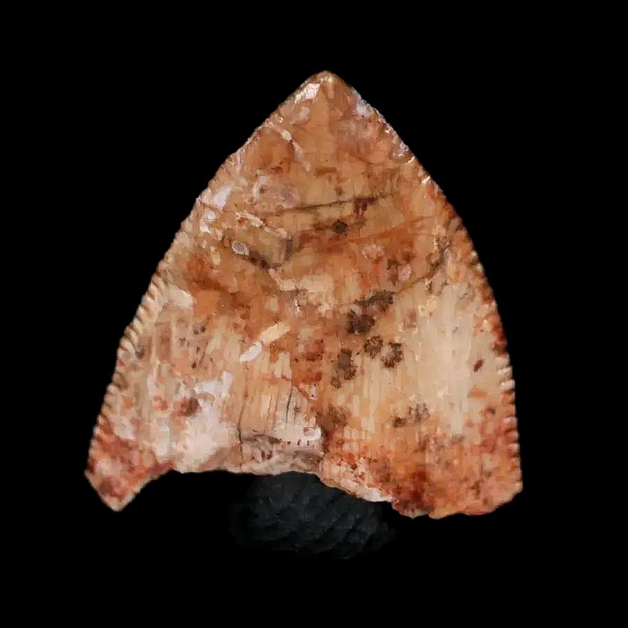0.5" Phytosaur Fossil Tooth Triassic Age Archosaur Redonda FM NM COA & Display - Fossil Age Minerals