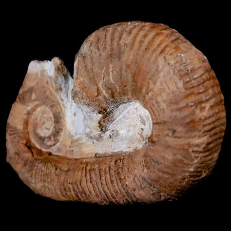 3.5" Heteromorph Rarest Of Fossil Ammonites Barremain Age Morocco Ancyloceras