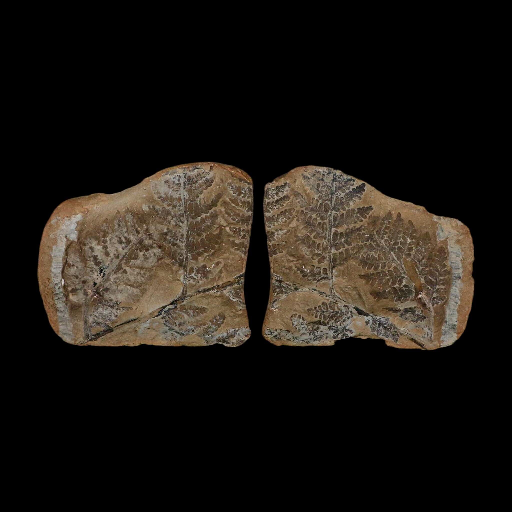 4.3" Pecopteris Fontainei Fossil Leaves Mazon Creek Nodule Pennsylvanian Age Split-Pair - Fossil Age Minerals