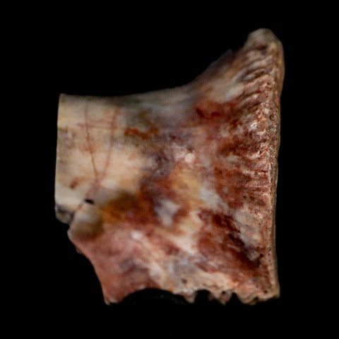 0.9" Phytosaur Fossil Vertebrae Polished End Triassic Age Archosaur Redonda FM NM COA - Fossil Age Minerals