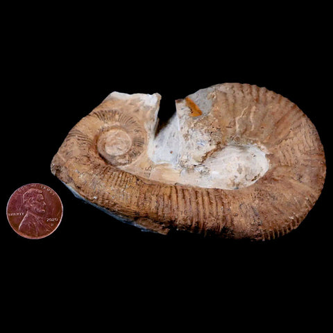 3.5" Heteromorph Rarest Of Fossil Ammonites Barremain Age Morocco Ancyloceras - Fossil Age Minerals