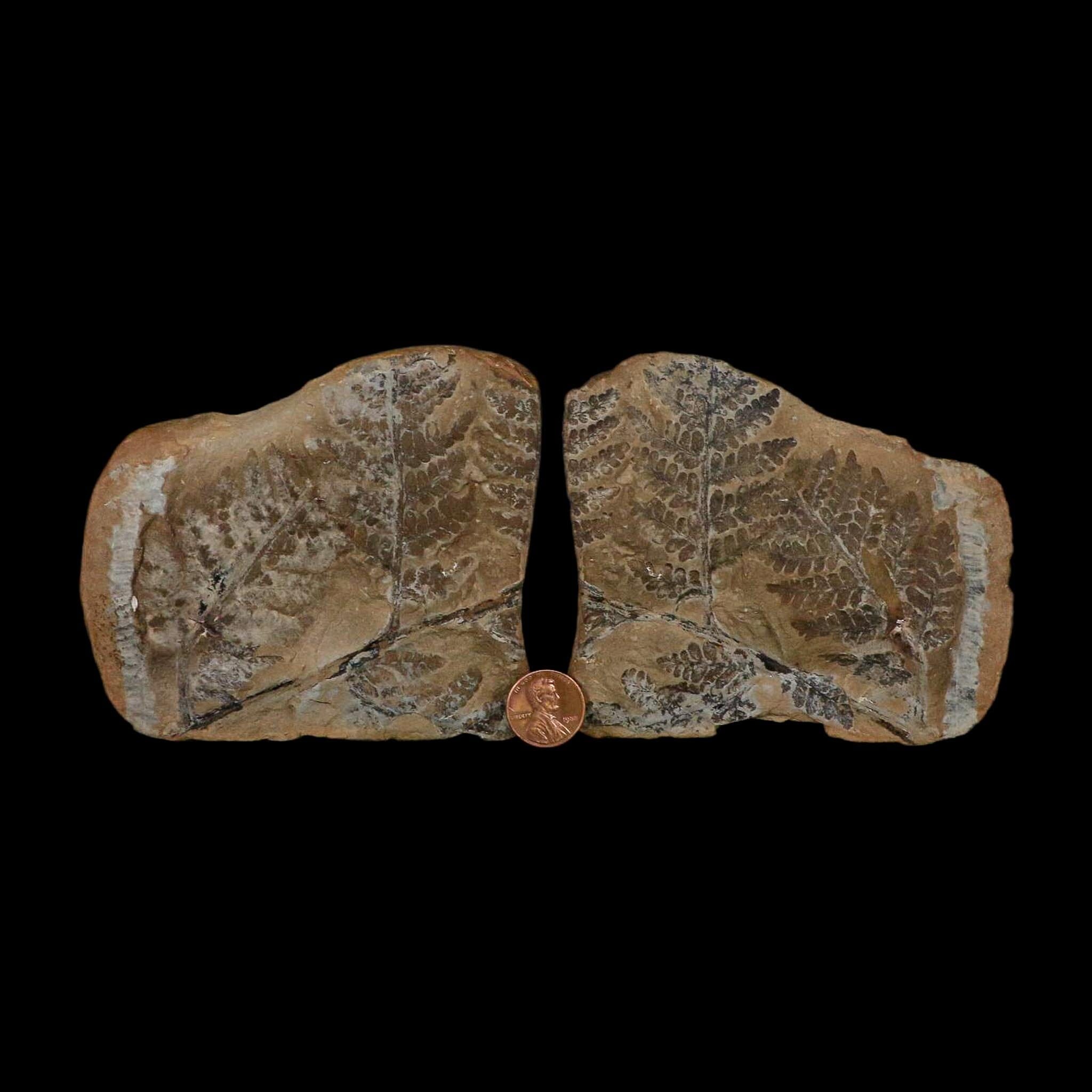 4.3" Pecopteris Fontainei Fossil Leaves Mazon Creek Nodule Pennsylvanian Age Split-Pair - Fossil Age Minerals