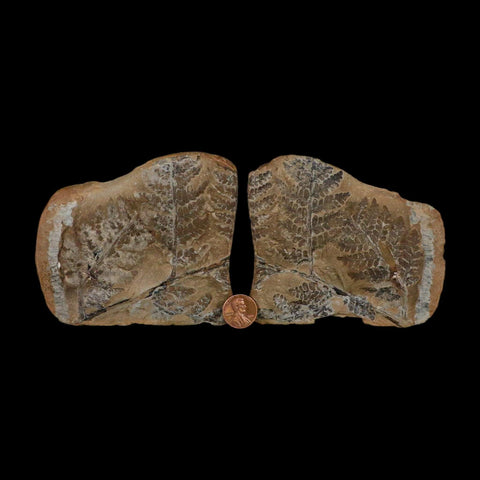 4.3" Pecopteris Fontainei Fossil Leaves Mazon Creek Nodule Pennsylvanian Age Split-Pair - Fossil Age Minerals