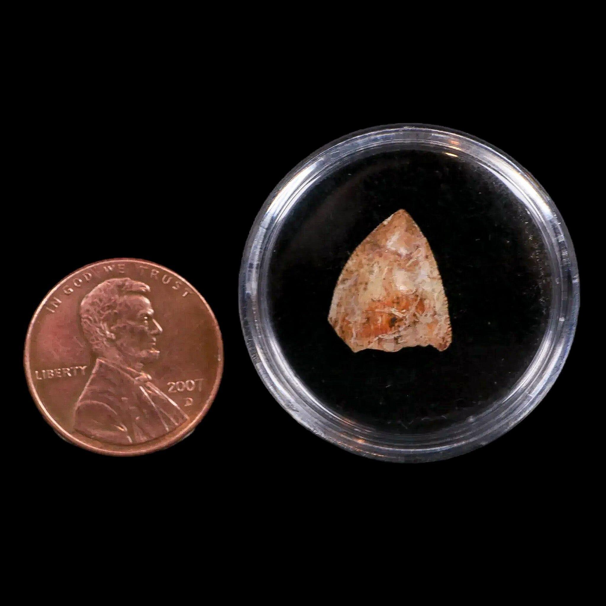 0.5" Phytosaur Fossil Tooth Triassic Age Archosaur Redonda FM NM COA & Display - Fossil Age Minerals