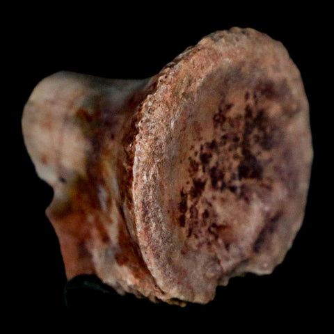 0.9" Phytosaur Fossil Vertebrae Polished End Triassic Age Archosaur Redonda FM NM COA - Fossil Age Minerals