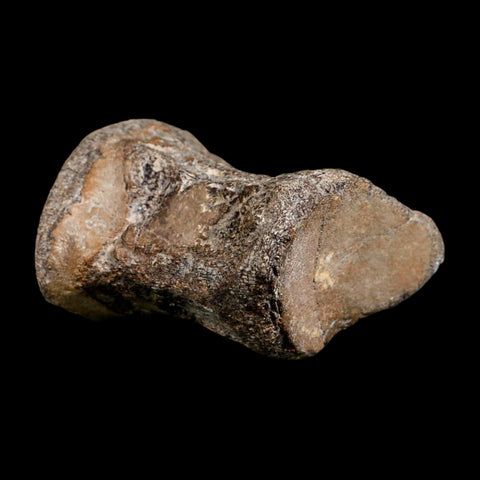 2.6" Mosasaur Fossil Polished Vertebrae Cretaceous Dinosaur Era TX Ozan FM COA, Stand - Fossil Age Minerals
