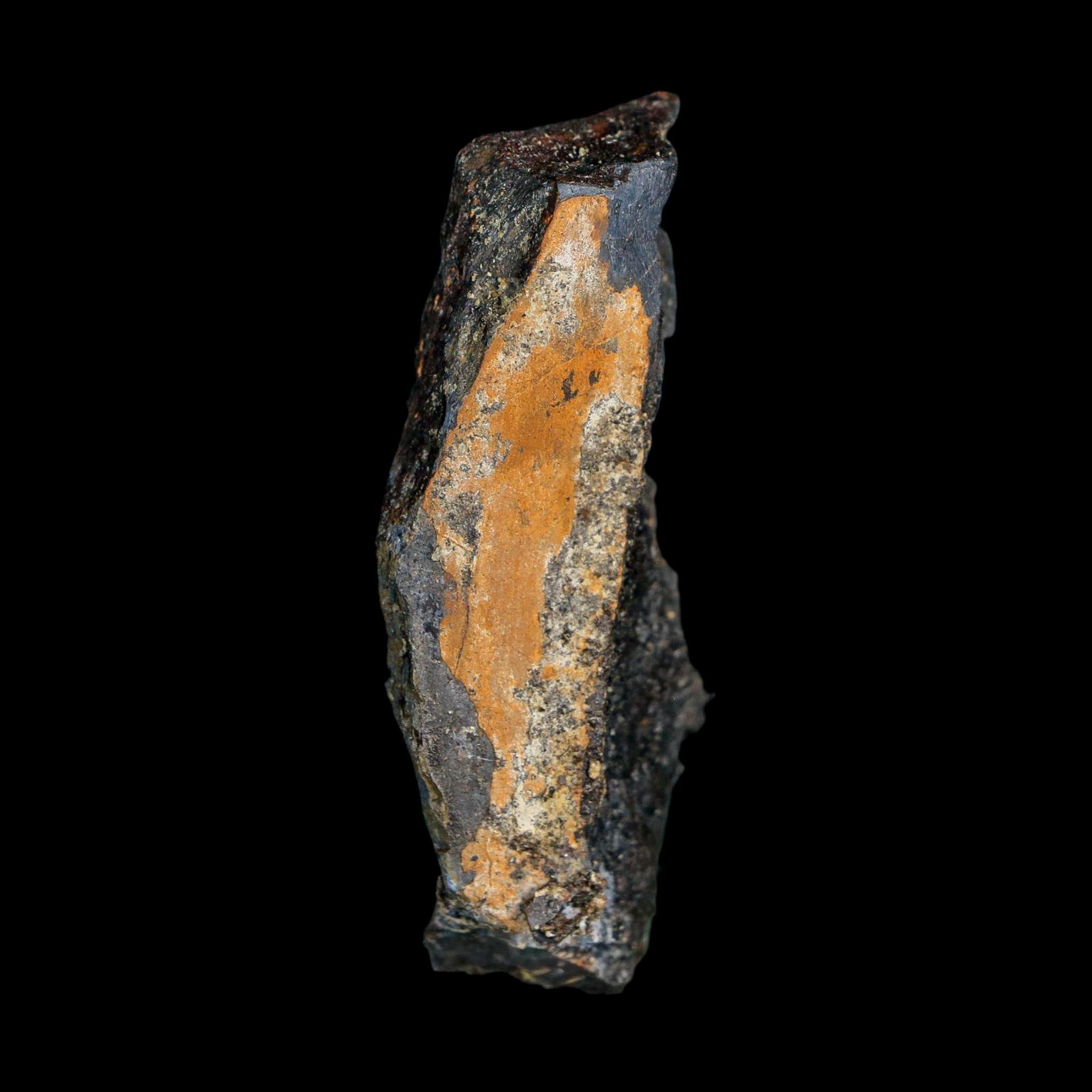 2.3" Stegosaurus Fossil Rib Bone Morrison FM Wyoming Jurassic Age Dinosaur COA