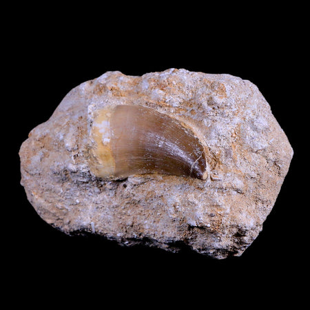 1.6" Mosasaur Prognathodon Fossil Tooth In Matrix Cretaceous Dinosaur Era COA