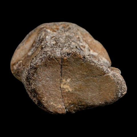2.6" Mosasaur Fossil Polished Vertebrae Cretaceous Dinosaur Era TX Ozan FM COA, Stand - Fossil Age Minerals