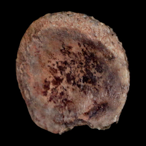 0.9" Phytosaur Fossil Vertebrae Polished End Triassic Age Archosaur Redonda FM NM COA - Fossil Age Minerals