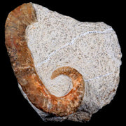 3" Heteromorph Rarest Of Fossil Ammonites Barremain Age Morocco Ancyloceras