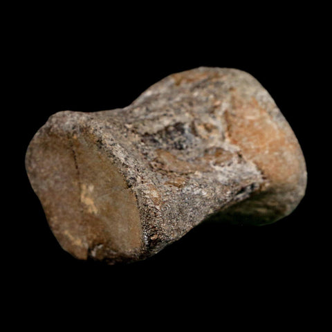 2.6" Mosasaur Fossil Polished Vertebrae Cretaceous Dinosaur Era TX Ozan FM COA, Stand - Fossil Age Minerals