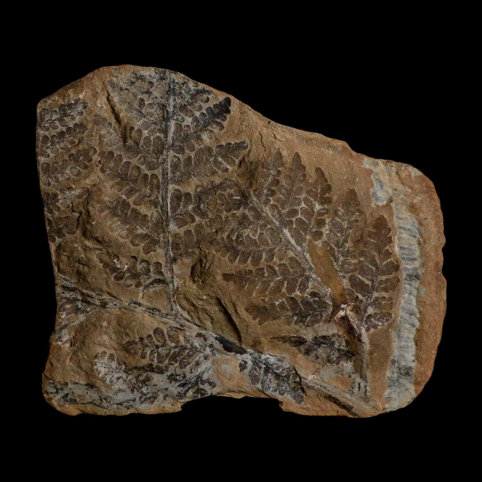 4.3" Pecopteris Fontainei Fossil Leaves Mazon Creek Nodule Pennsylvanian Age Split-Pair - Fossil Age Minerals