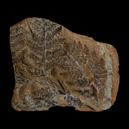 4.3" Pecopteris Fontainei Fossil Leaves Mazon Creek Nodule Pennsylvanian Age Split-Pair