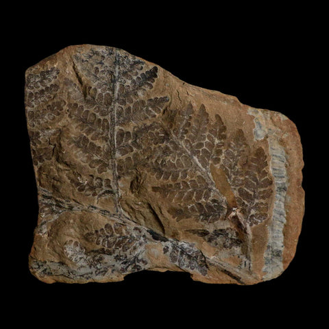 4.3" Pecopteris Fontainei Fossil Leaves Mazon Creek Nodule Pennsylvanian Age Split-Pair - Fossil Age Minerals