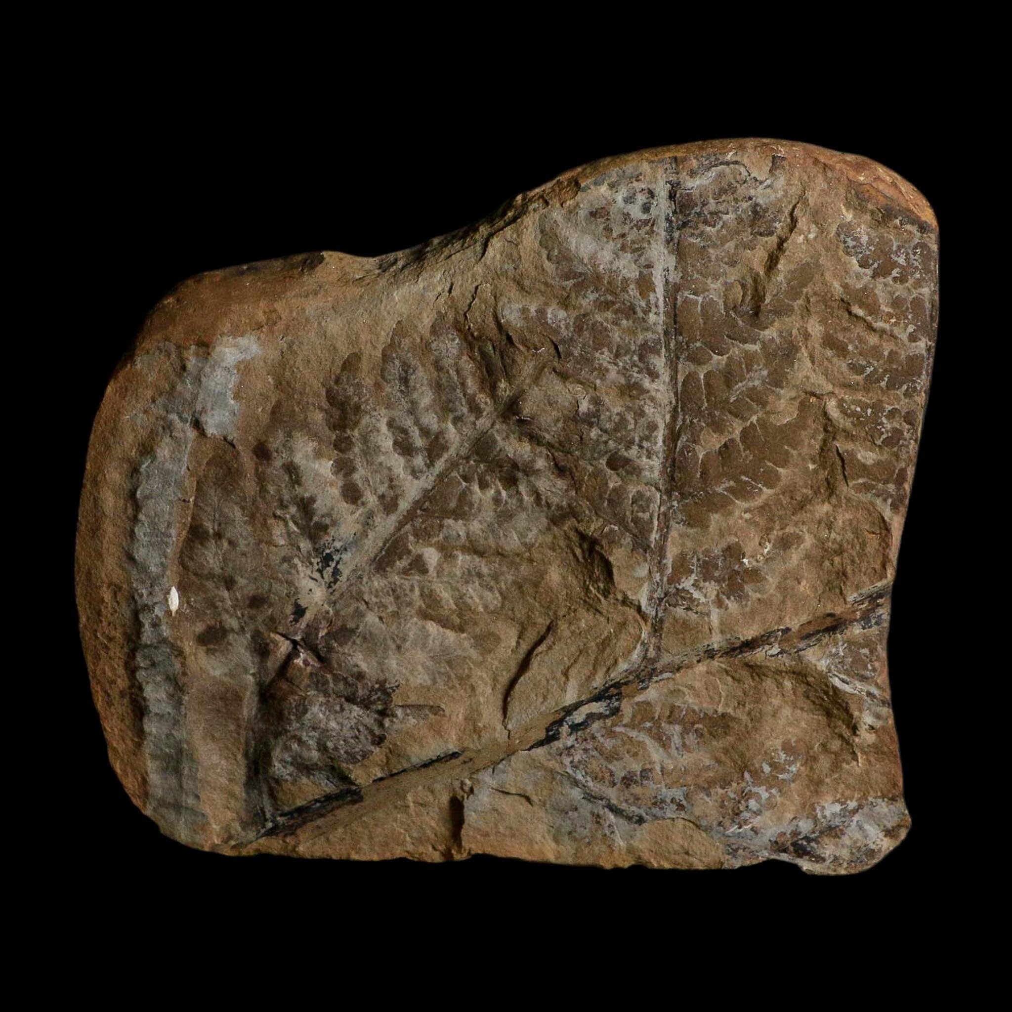 4.3" Pecopteris Fontainei Fossil Leaves Mazon Creek Nodule Pennsylvanian Age Split-Pair - Fossil Age Minerals