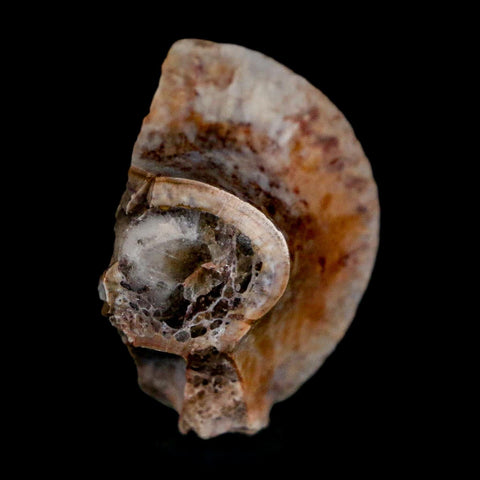 1" Phytosaur Fossil Vertebrae Polished End Triassic Age Archosaur Redonda FM NM COA - Fossil Age Minerals