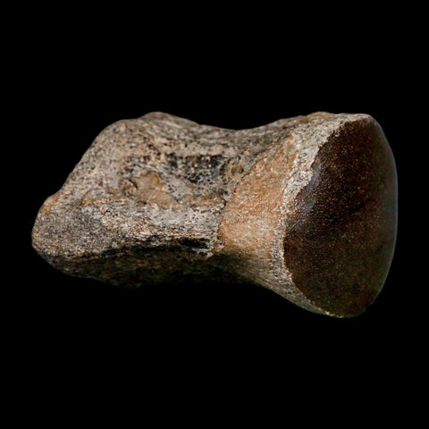 2.6" Mosasaur Fossil Polished Vertebrae Cretaceous Dinosaur Era TX Ozan FM COA, Stand - Fossil Age Minerals