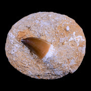 1.6" Mosasaur Prognathodon Fossil Tooth In Matrix Cretaceous Dinosaur Era COA