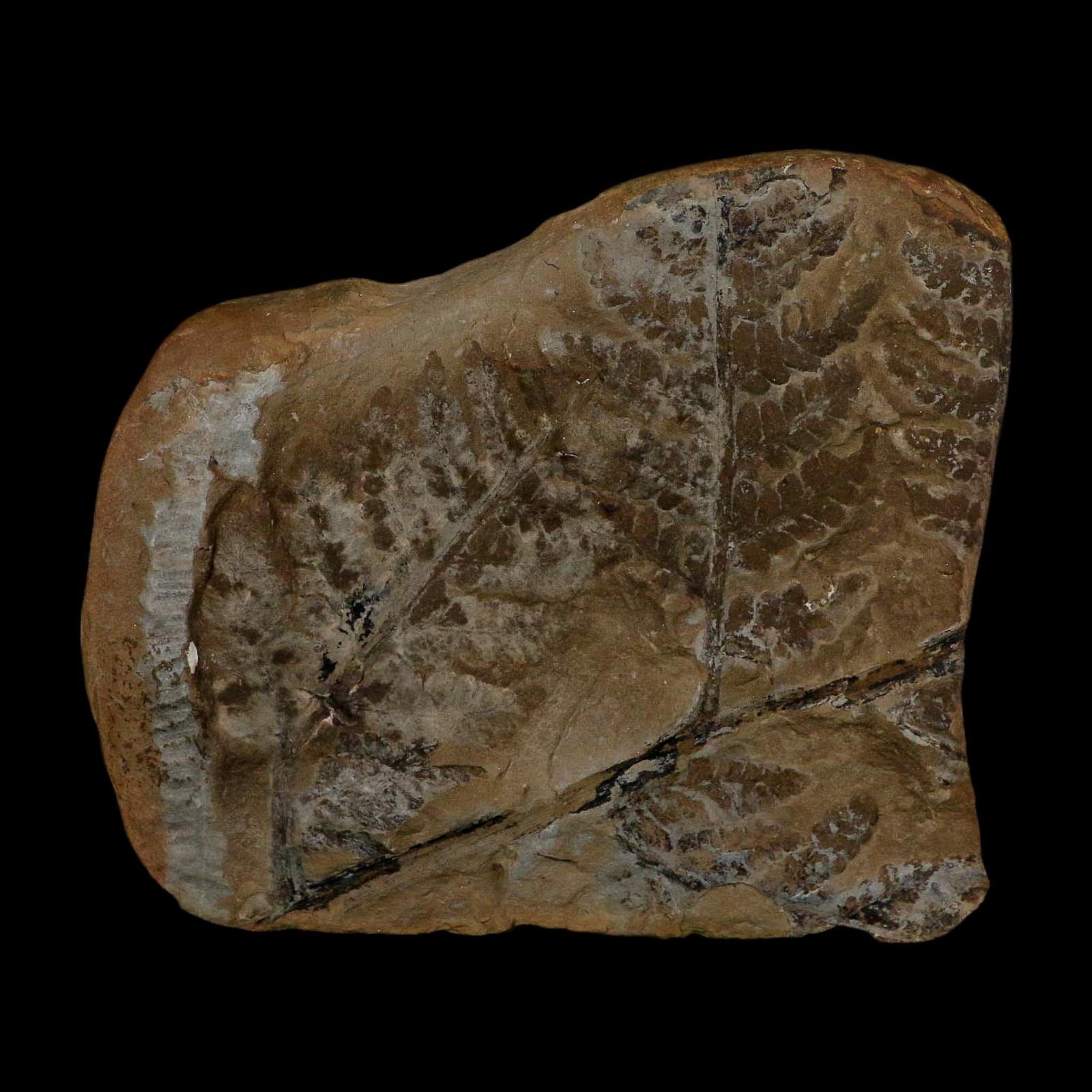 4.3" Pecopteris Fontainei Fossil Leaves Mazon Creek Nodule Pennsylvanian Age Split-Pair - Fossil Age Minerals
