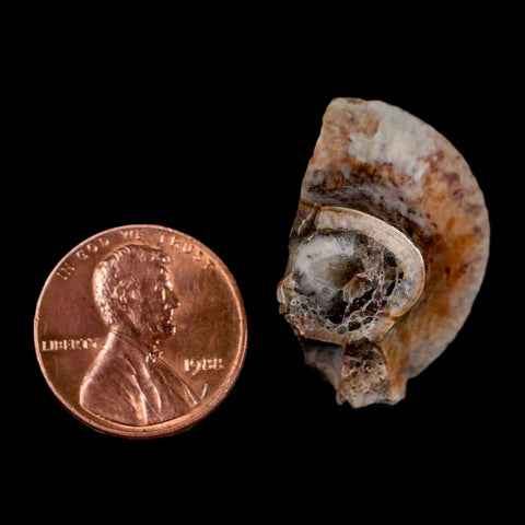 1" Phytosaur Fossil Vertebrae Polished End Triassic Age Archosaur Redonda FM NM COA - Fossil Age Minerals